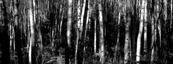 Darßer Wald (C) Lothar Eder 2017